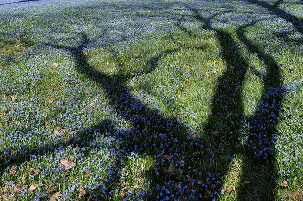 Scilla   071.jpg